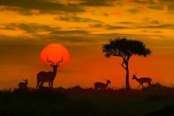 Sunset over the South African savanna